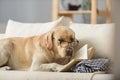 Intelligent labrador reading a book on the couch Royalty Free Stock Photo