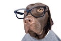 Intelligent Looking Chocolate Labrador Royalty Free Stock Photo