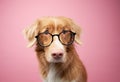 An intelligent-looking Nova Scotia Duck Tolling Retriever with glasses