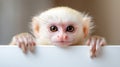 Intelligent primate thoughtfully observing blank white board in professional setting contemplating creative ideas and strategic Royalty Free Stock Photo