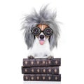 Intelligent smart dog with books Royalty Free Stock Photo