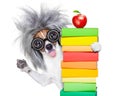 Intelligent smart dog with books Royalty Free Stock Photo