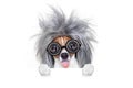 Intelligent smart dog with an idea Royalty Free Stock Photo