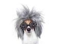 Intelligent smart dog with an idea Royalty Free Stock Photo