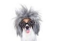 Intelligent smart dog with an idea Royalty Free Stock Photo