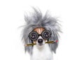 Intelligent smart dog with pencil Royalty Free Stock Photo