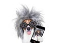 Intelligent smart dog taking selfie Royalty Free Stock Photo