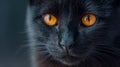 Intense amber eyes of a sleek black cat staring directly into the camera with sharp focus on its textured fur and delicate Royalty Free Stock Photo