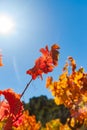 Intense autumn colors of red and golden grape vine leaves against blue sky and lens flare from high sun in Minerve wine growing r Royalty Free Stock Photo