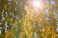 Intense autumn yellow foliage and sunshine. Golden autumn concept. The background image of autumn birch leaves is