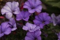 Intense beautiful lilac flowers