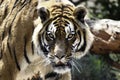 Intense Bengal Tiger Stare panthera tigris tigris Royalty Free Stock Photo