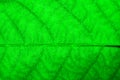 Intense bright green leaf fresh detailed rugged surface structure extreme macro closeup photo with midrib and visible leaf veins.