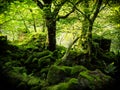 Intense bright green woodland