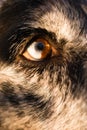 Intense Canine Dog Wolf Animal Eye Pupil Unique Color