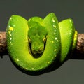 Coiled Green Tree Python Staring Intently Royalty Free Stock Photo