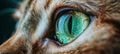 Intense cat s gaze emotive close up of feline s eyesembracing pets and lifestyle essence. Royalty Free Stock Photo