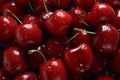 Intense cherry splendor, a captivating array of deep red cherries