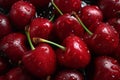 Intense cherry splendor, a captivating array of deep red cherries