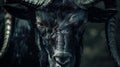 Intense close-up of a black goat with striking eyes Royalty Free Stock Photo