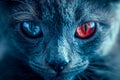 Intense Close up of a Blue and Red Eyed Cat with Vivid Colors and Fine Details Highlighting Heterochromia Royalty Free Stock Photo