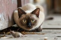 Intense Close-Up Burmese Cat On The Prowl For Mouse In The House Royalty Free Stock Photo