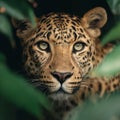 Intense Close-up Portrait of a Leopard