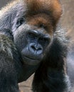 Close up portrait of a young male gorilla making eye contact Royalty Free Stock Photo