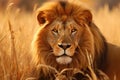 Intense Close-up View of Lion\'s Wrinkled Mane Against Yellow Grassland