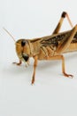 Intense closeup view of a migratory locust