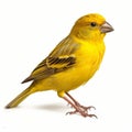 Intense Coloration: Yellow Finch Hunting On White Background