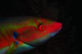 Intense colorfull fish (Coris julis)