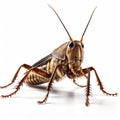 Intense Cricket Catching Pest Control In Walterboro, Fl