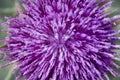 Intense Detail of a Purple Thistle Flower