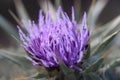 Intense Detail of a Purple Thistle Flower