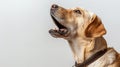 Intense dog on leash expressing raw emotion and energy in a minimalist white background setting Royalty Free Stock Photo