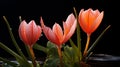 Intense And Dramatic Orange Flower Photography With Water Droplets