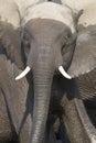 Intense eyes of charging bull elephant