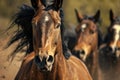 intense eyes and flaring nostrils of horses in midrun Royalty Free Stock Photo