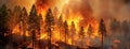 Intense Forest Fire Consuming Trees. Panorama with copy space. Royalty Free Stock Photo