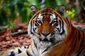Intense gaze of Bengal tiger captivates amidst forest scenery Royalty Free Stock Photo