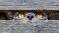 Intense gaze of a cat in close up, showcasing expressive eyes pets and lifestyle concept