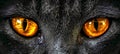 Intense gaze cat s face up close, reflecting expressive eyes pet and lifestyle concept