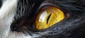 Intense gaze cat s face up closeemotive eyes capture pets and lifestyle essence.