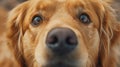 Intense gaze close up of dog s face reflecting expressive eyes, emphasizing pets and lifestyle