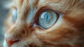 Intense Gaze: Close-Up of a Kitten\'s Eye in Minimalist Style