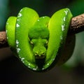 Intense Gaze of a Coiled Green Tree Python Royalty Free Stock Photo