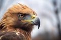 intense gaze of a golden eagle from a treetop