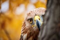 intense gaze of a golden eagle from a treetop