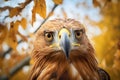 intense gaze of a golden eagle from a treetop